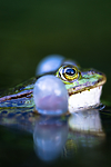 BB 15 0551 / Pelophylax esculentus / Hybridfrosk